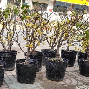 北方室内庭院浓香型花卉 腊梅花树苗盆栽包邮 腊梅盆景树桩带花苞