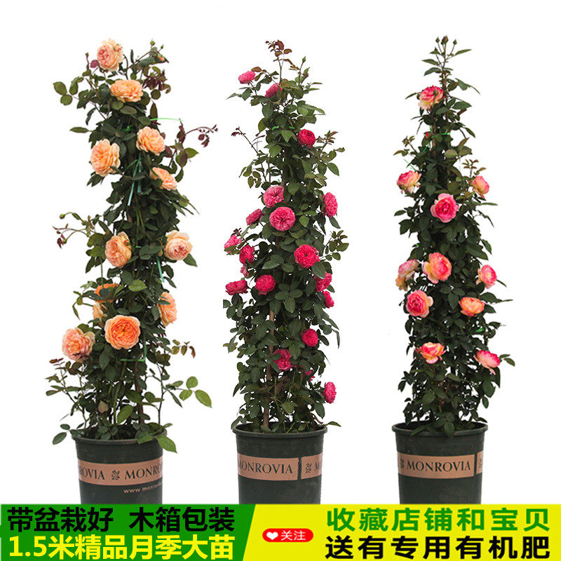 蔷薇花苗藤本月季爬藤特大花盆栽花卉欧月大苗带花苞四季开花庭院