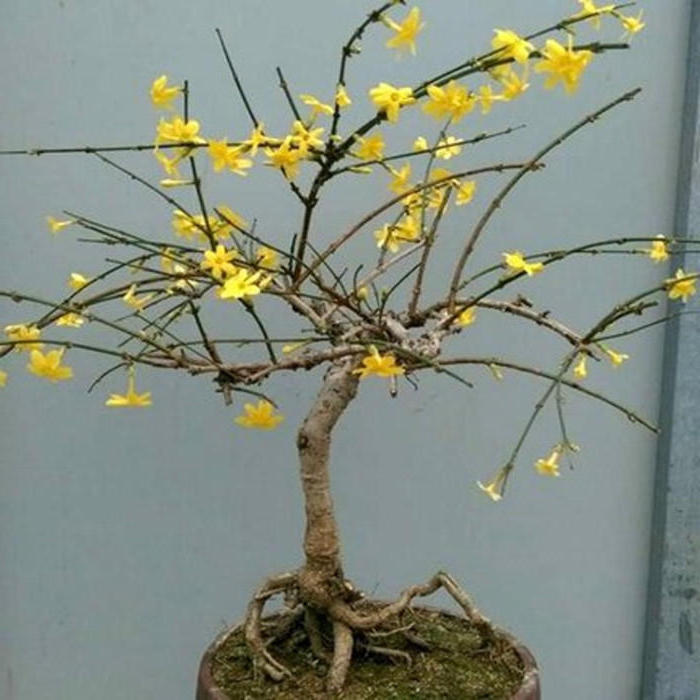 迎春花盆栽精品提根造型盆景树桩苗小叶虎蹄迎春室内盆景绿植盆栽