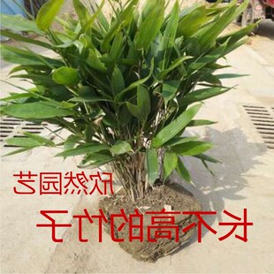 四季常青箬竹苗 阔叶竹子苗 别墅庭院绿化长不高的竹子 矮竹子