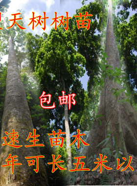 西双版纳品种树苗