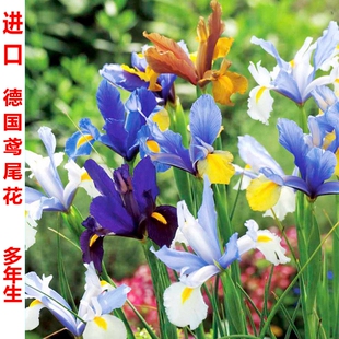 包邮德国大花鸢尾种球根室内盆栽地栽花苗庭院花卉植物耐寒四季青