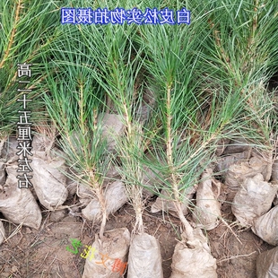 家居饰品 白皮松树苗 黑松苗黑松树苗黑雪松树苗雪松小苗庭院种植