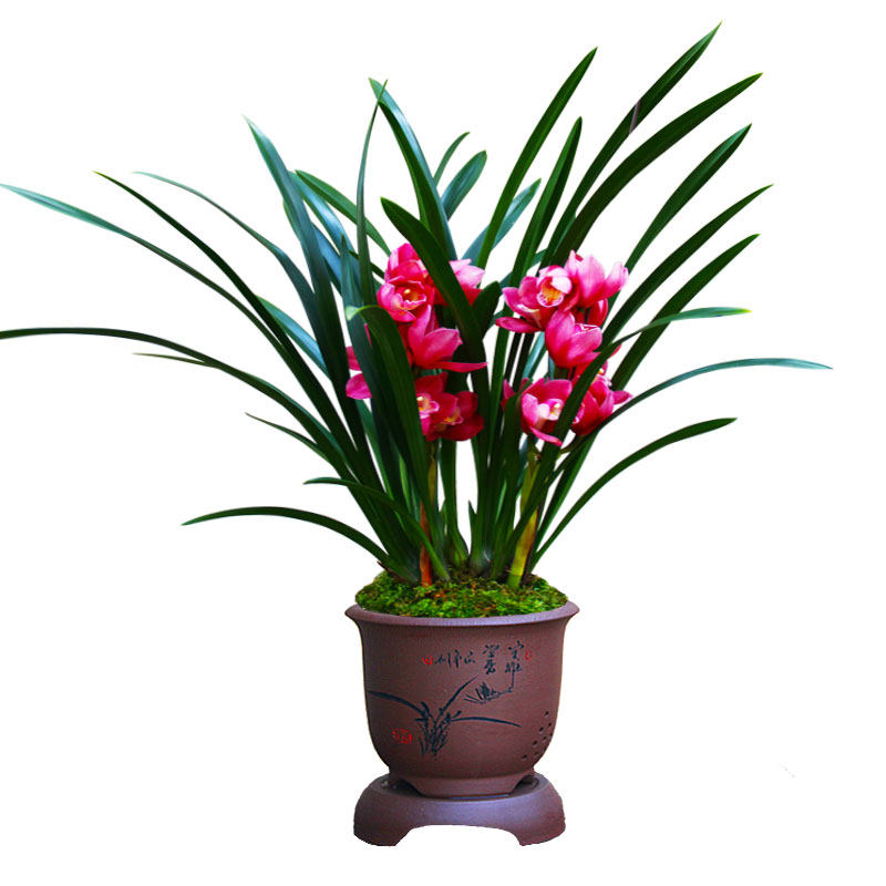 兰花/大将军/惠兰大花宽叶盆栽花卉绿植花期长兰草浓香型兰花苗