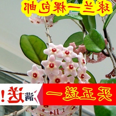 绿植盆栽攀援四季兰花苗