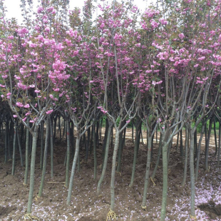 樱花树苗日本晚樱南方北方种植盆栽地栽四季常青开花庭院花木树苗