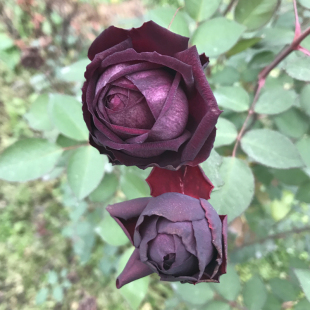 紫枫日月切包 皇宫月季花苗 切花插花灌木紫黑的包子盆栽玫瑰花