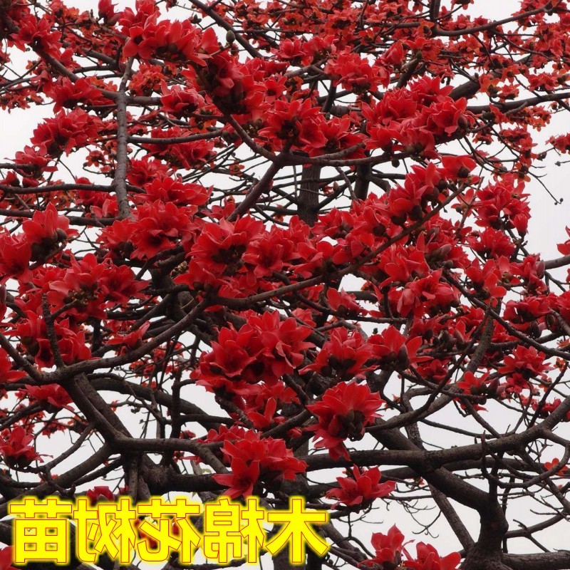 木棉花英雄树别墅美化庭院地栽