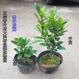 香叶树 香料树苗 月桂树苗香叶苗家庭烧菜香叶盆栽绿植 香叶树苗