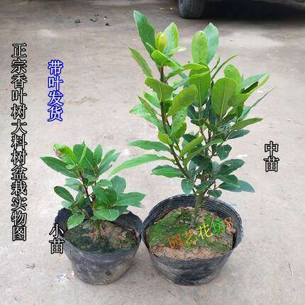 香叶树 香料树苗 月桂树苗香叶苗家庭烧菜香叶盆栽绿植 香叶树苗