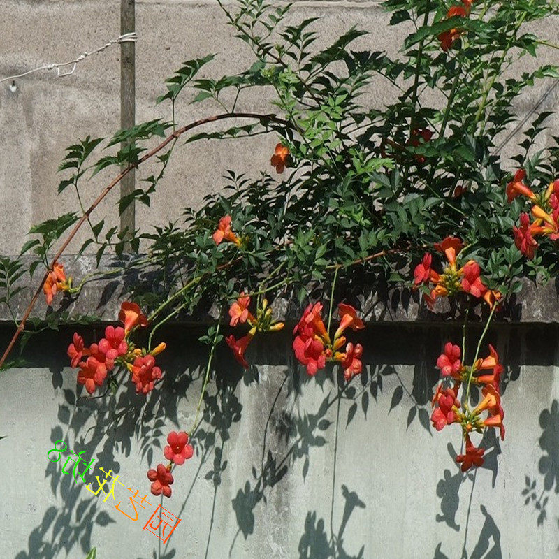 绿植庭院阳台盆栽凌霄花苗包邮