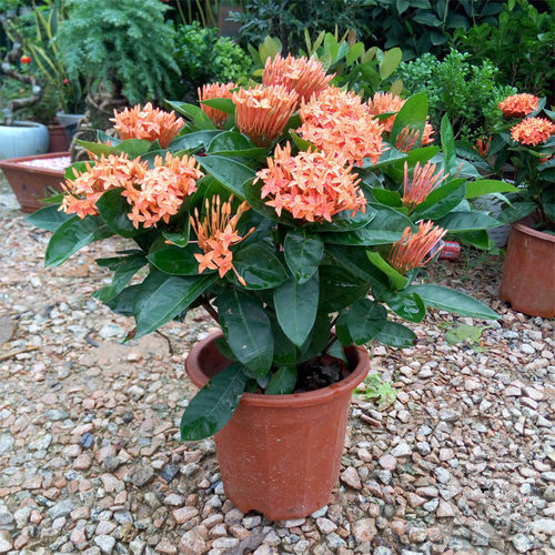 龙船花庭院山丹丹阳台木本植物