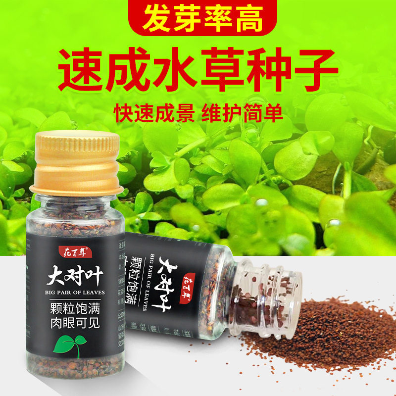 水草种子鱼缸造景植物种籽绿植前肥料