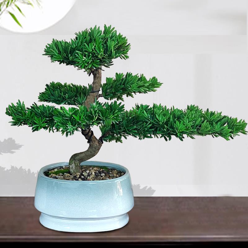 高端罗汉松盆景名贵树苗老桩造型盆栽海岛红芽金钻庭院迎客松真树