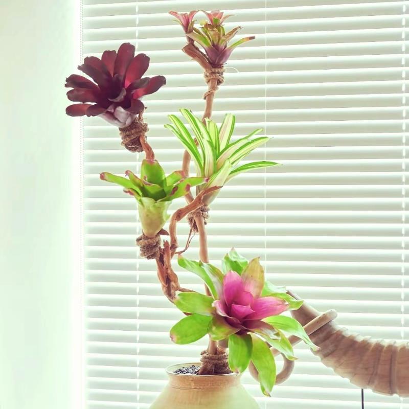 积水凤梨组合套餐特价套餐大中小型雨林沉木造景微景观空气凤梨