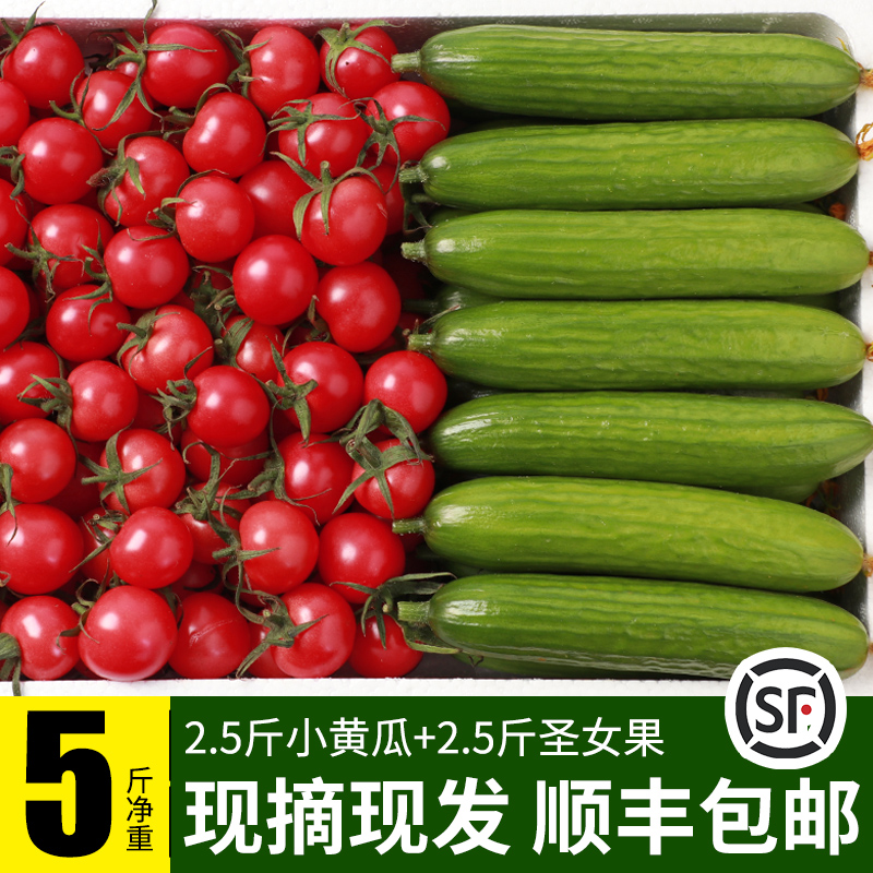 圣女果小黄瓜小番茄新鲜西红柿子千禧蔬菜水果生吃自然熟5斤包邮