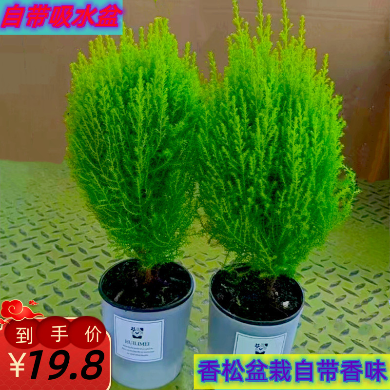 金冠柏香松木本带香味四季常青