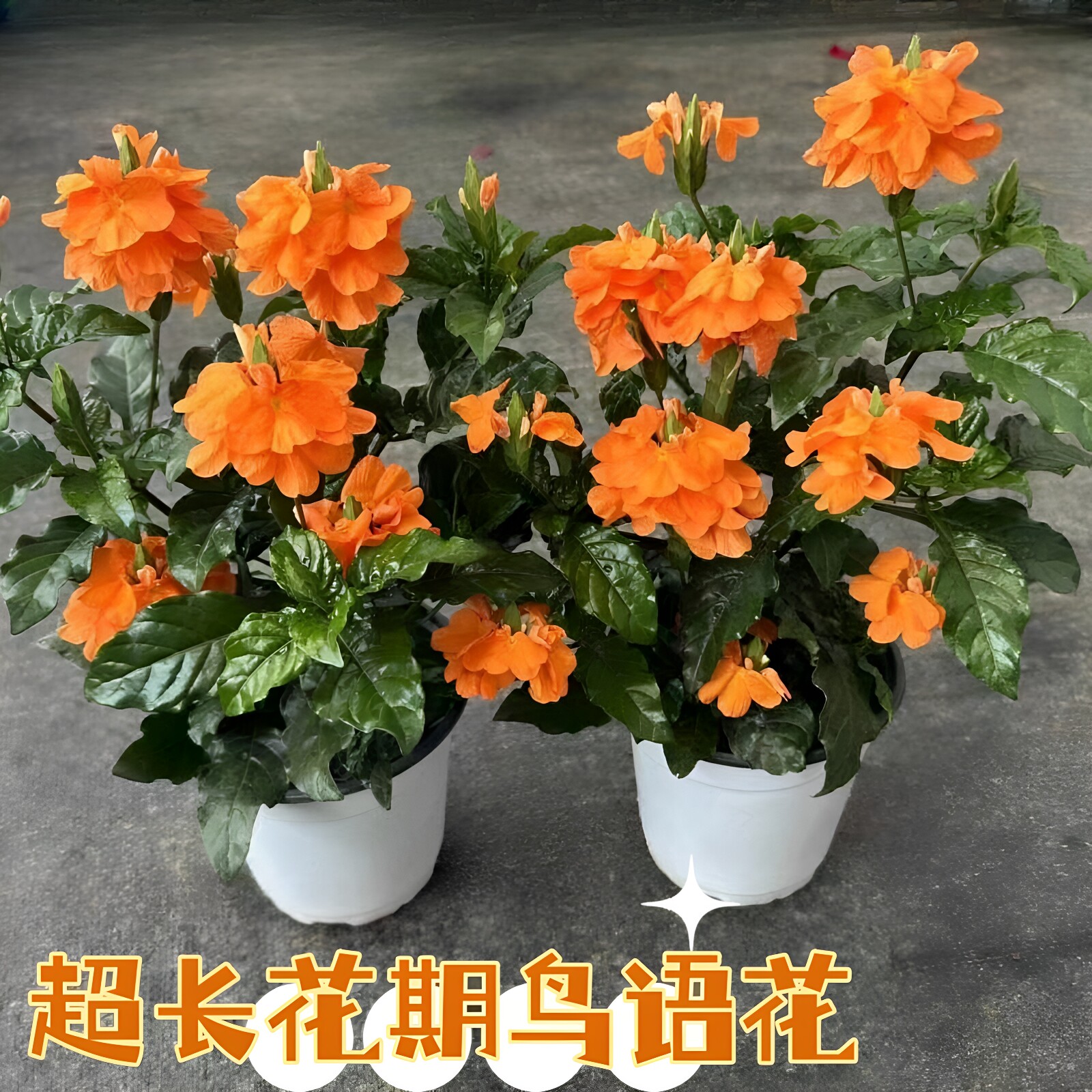 鸟尾花耐寒耐冻四季观花好养花卉