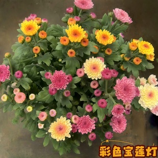 三色重瓣宝莲灯盆栽耐热耐寒