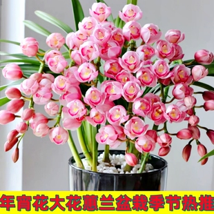 大花蕙兰年宵花卉春节大红袍盆栽四季观叶室内诱惑黄金岁月带花苞