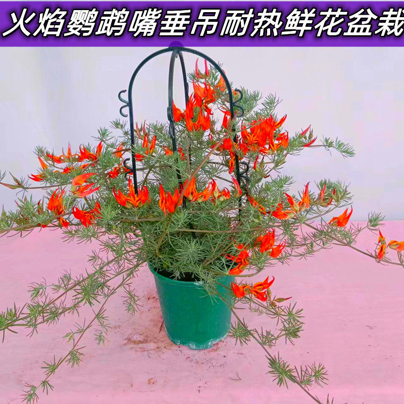 火焰鹦鹉嘴鲜花盆栽带花苞四季开花苗耐热阳台庭院爬藤垂吊花卉