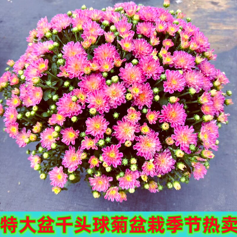 重瓣千头菊好养阳台庭院四季开花