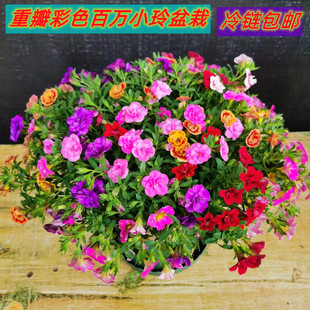 重瓣百万小玲舞春花矮牵牛爬藤盆栽花卉四季观花带花苞阳台庭院