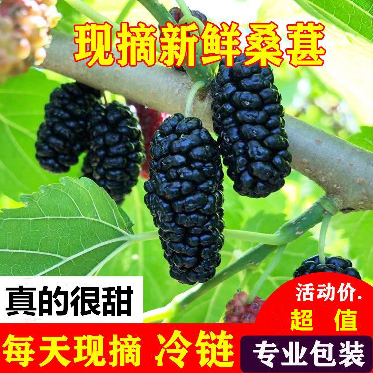 四川新鲜桑葚现摘现发黑桑椹鲜水果桑葚泡酒酵素非桑葚干包邮鲜果