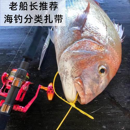 一次性彩色分类标签海钓扎带煤矿物流塑料封条医疗医废航空铅封锁