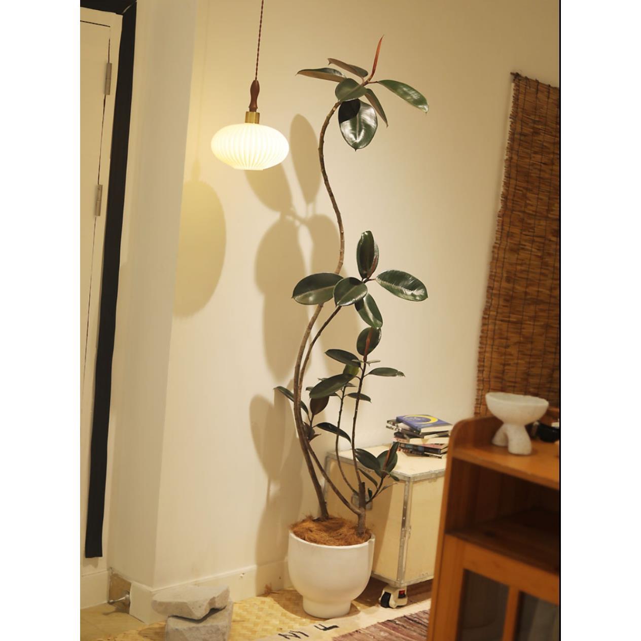 黑金刚绿植造型飘枝橡皮树室内大型植物落地大盆栽四季生长盆景