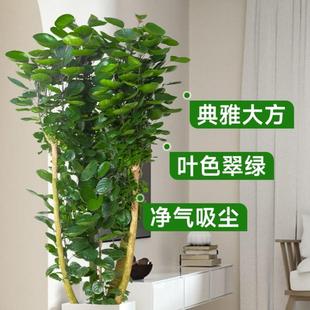 盆景金钱树圆叶钱福禄桐金钱兜盆栽客厅发财树室内办公室大型绿植