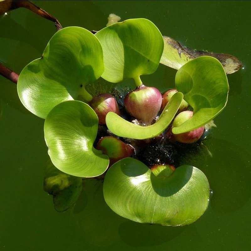 水葫芦植物水生四季水养耐水水中挺水鱼塘水草鱼池水培鱼缸无土