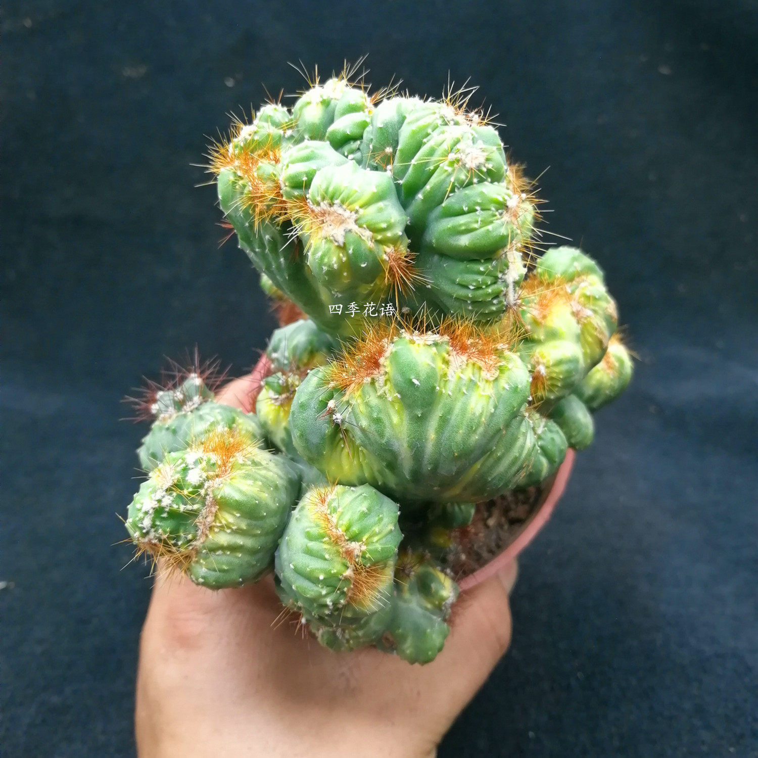 彩山影锦仙人掌五指山类型的仙人掌彩山影拳仙人山仙人山植物