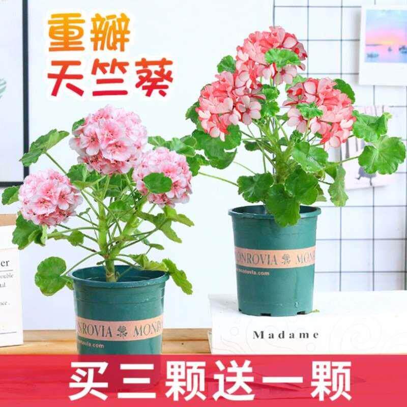 天竹葵大花天竺葵盆栽小花苗重瓣四季花卉夏日阳台庭院室内绿植