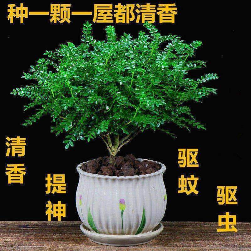 驱蚊子的植物去虫清香胡椒木盆栽绿植室内常青净化空气盆景草花卉