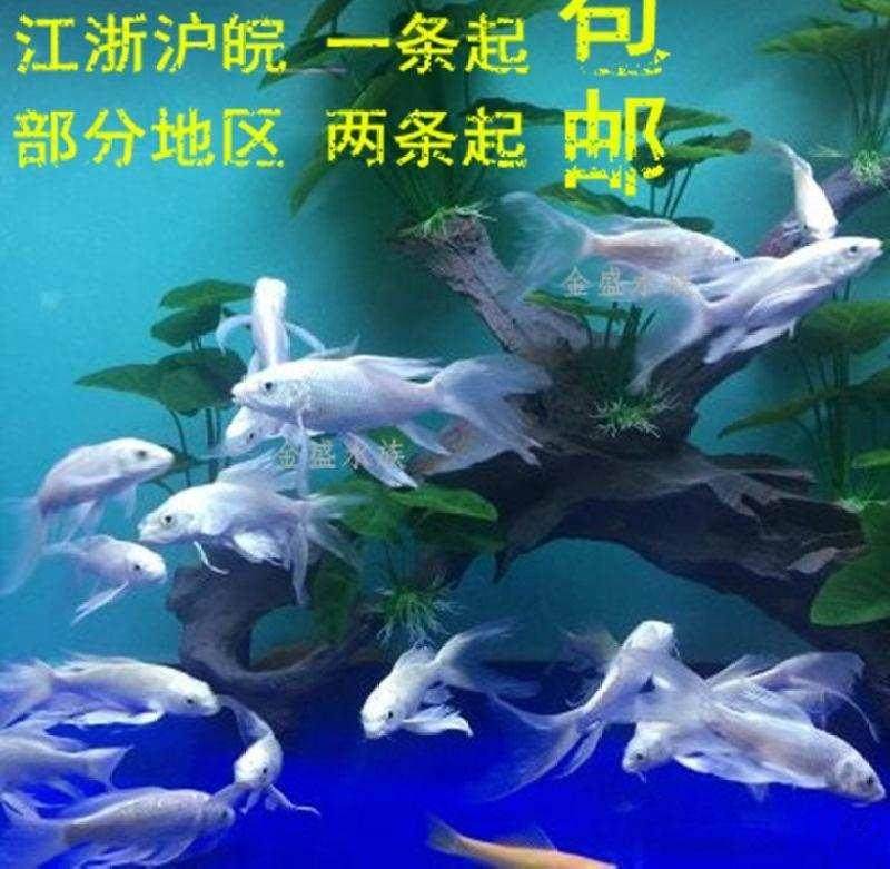 红色的鱼火鲤锦鲤好看的鱼淡水纯红锦鱼红鲤鱼活鱼小红鱼观赏鱼