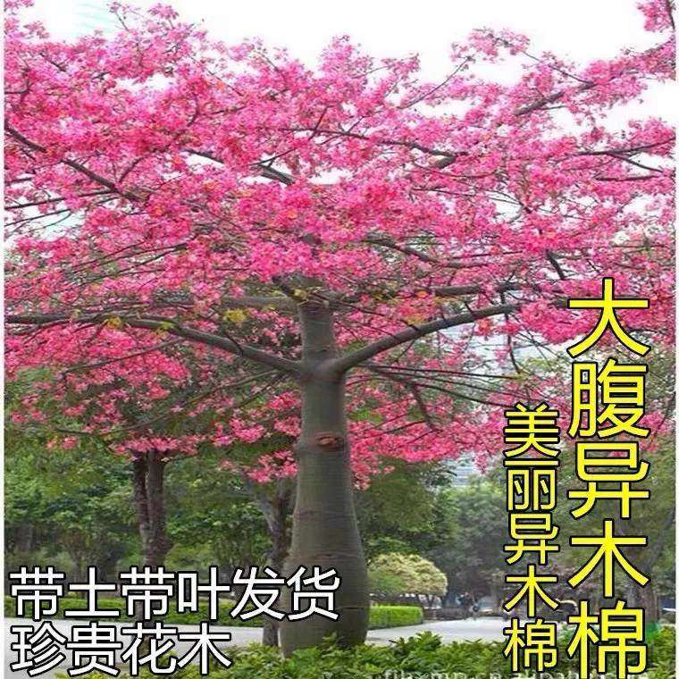 棉树图片大全,山树图片大全_大山谷图库