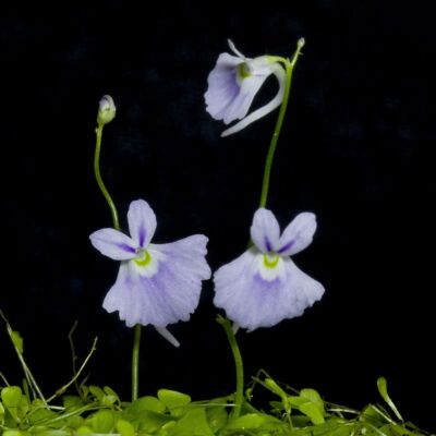 四川成都高档小蓝兔狸藻小白兔萌植可爱食虫植物盆栽微景观陆缸造