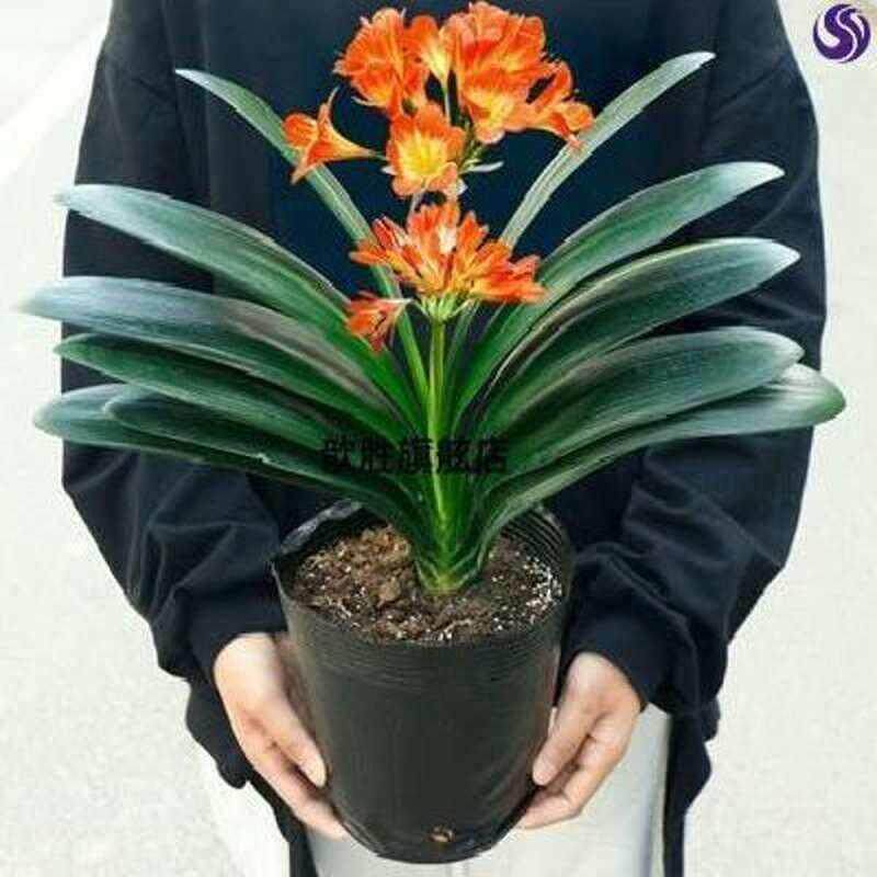 花期最长的花四季开花植物花卉盆栽木贼植物珍奇花卉稀有奇趣空