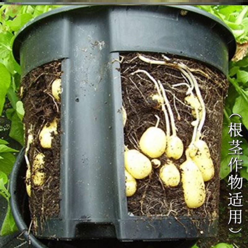 苗木室内外山芋花盆种菜盆阳台家庭蔬菜种植袋田园观察洋葱植物