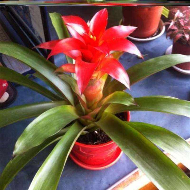 红运当头大盆景真花卉植物花红星凤梨绿掌带盆招财福禄旺宅易活懒