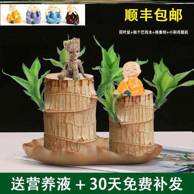 幸运木水养盆栽情侣植物树人开花格鲁特小人偶桌面花卉绿植室内巴