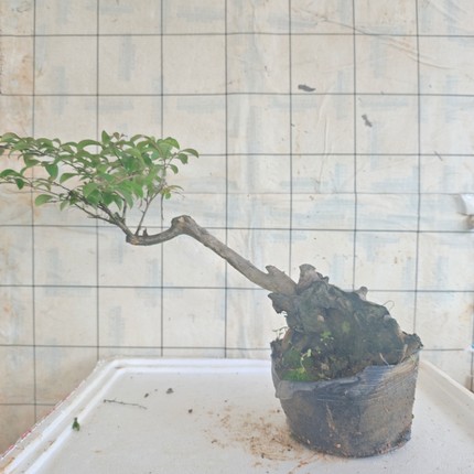 紫薇老桩