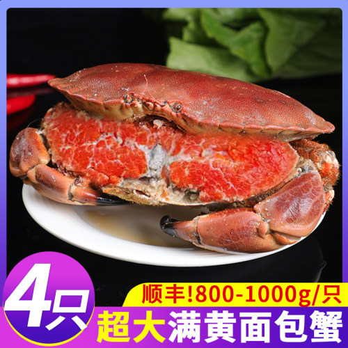 新鲜生冻面包蟹特大满黄满膏鲜活珍宝蟹母蟹水产大螃蟹海鲜黄金蟹