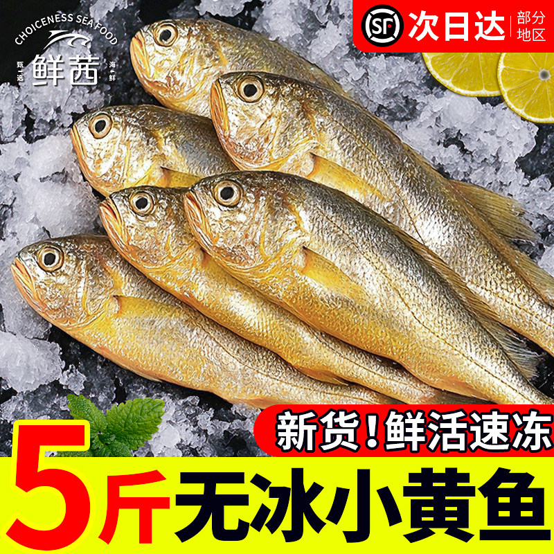新鲜小黄花鱼鲜活冷冻烧烤大黄鱼青岛海鱼海鲜生鲜水海产商用批发