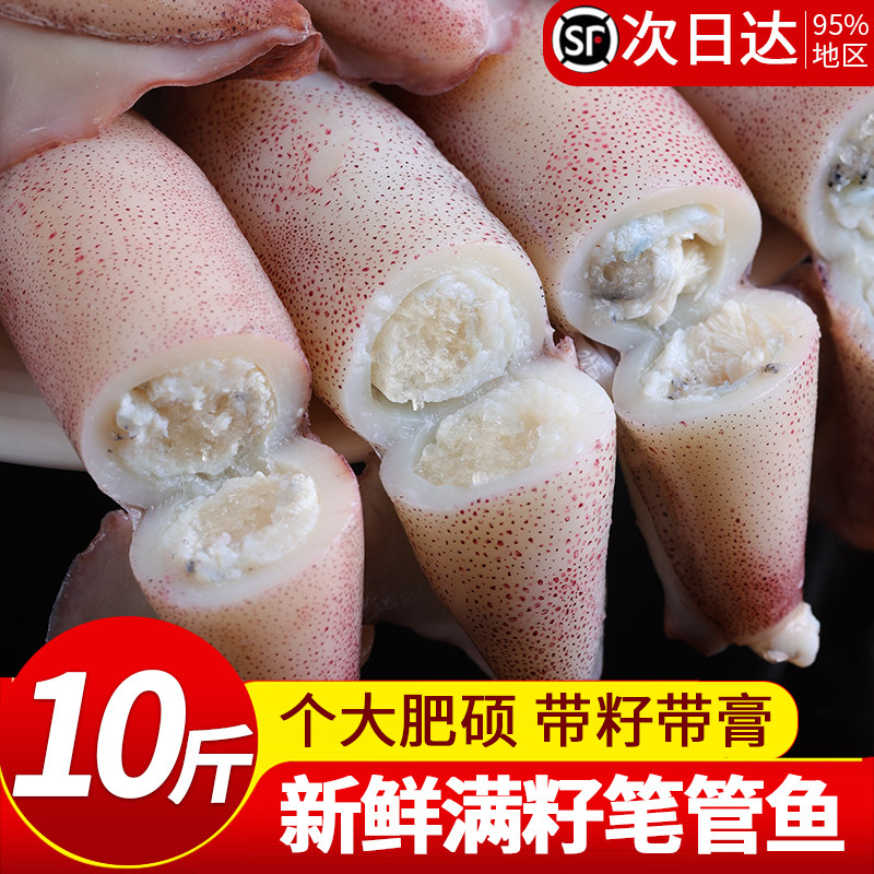 新鲜笔管鱼鲜活小鱿鱼满籽海兔子火锅食材商用海鲜水产小乌贼鱿鱼