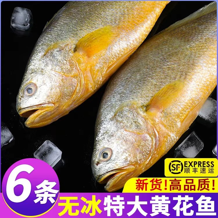 冰鲜大黄鱼新鲜海鱼速冻黄玉鲜活冷冻缅甸非宁德黄花鱼海鲜商用