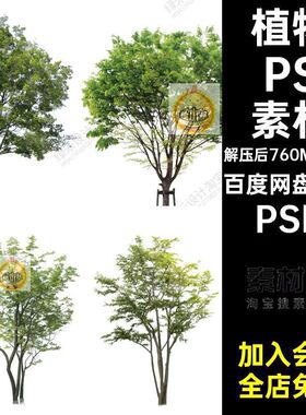 丛生PSD素材PSDpsd植物乔木后期立面效果图景观树园林11张朴树