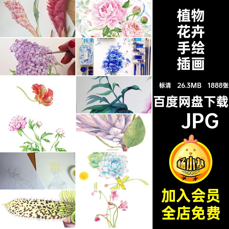 1888张植物花卉手绘插画水彩淡临摹线图片素材电子版稿多教程肉
