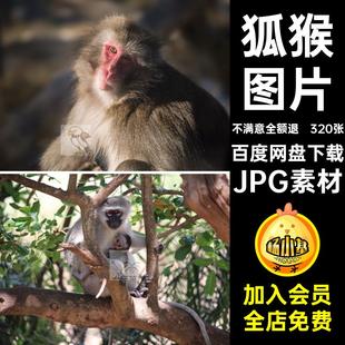 320张野生长臂猿猕JPG素材幼爬树崽高清图片猴子灵长类动物照片